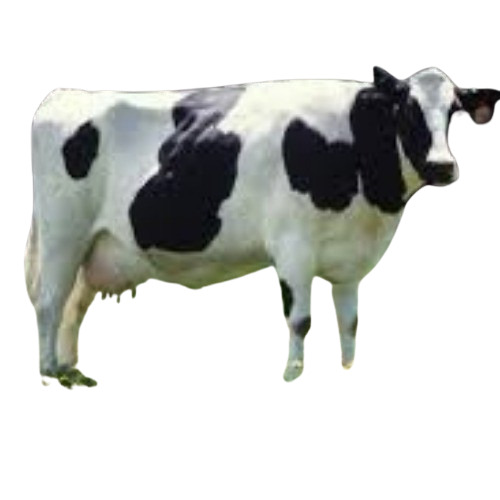 Dairy Cow