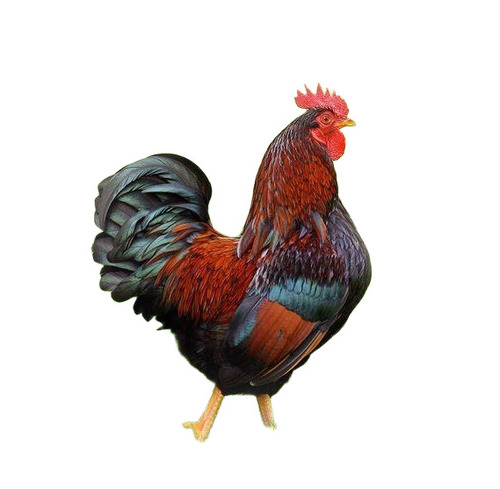 Healthy Country Chicken