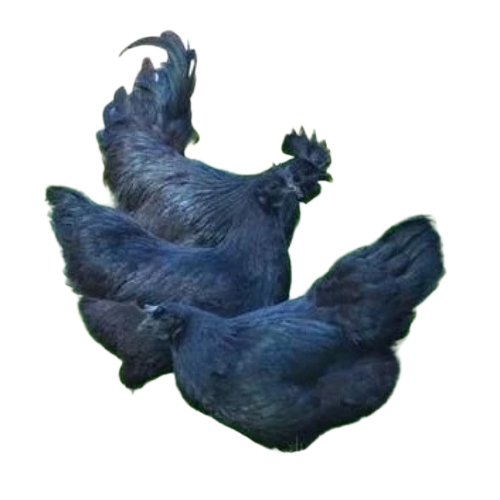 Live Chicken