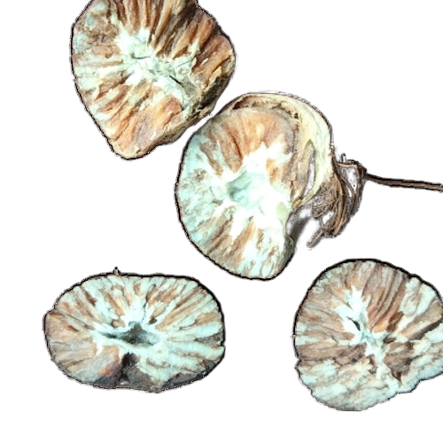 Gota Supari - Color: Brown