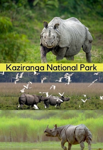 Dibrugarh Tinsukia Kaziranga Guwahati 7N 8D Travel Services