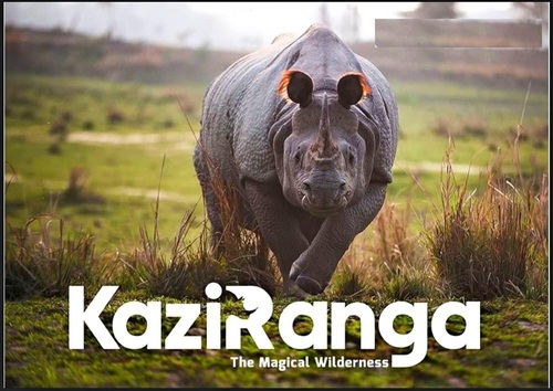 Guwahati Kaziranga National Park 2n 3d Travel Services