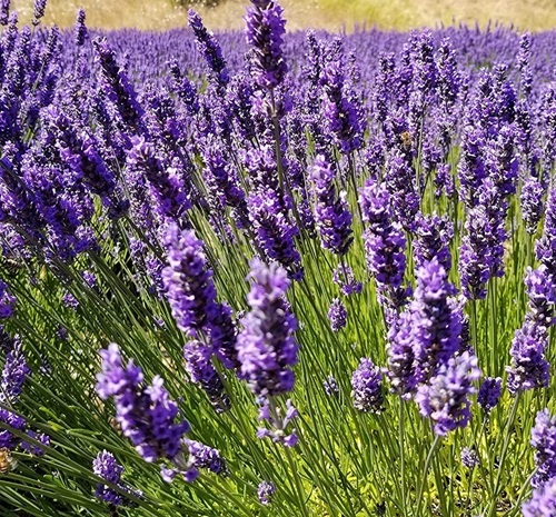Lavender Plant Flower