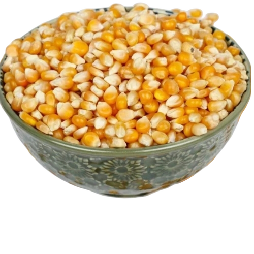 Yellow Maize Seeds