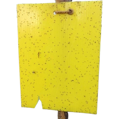 Yellow Sticky Trap