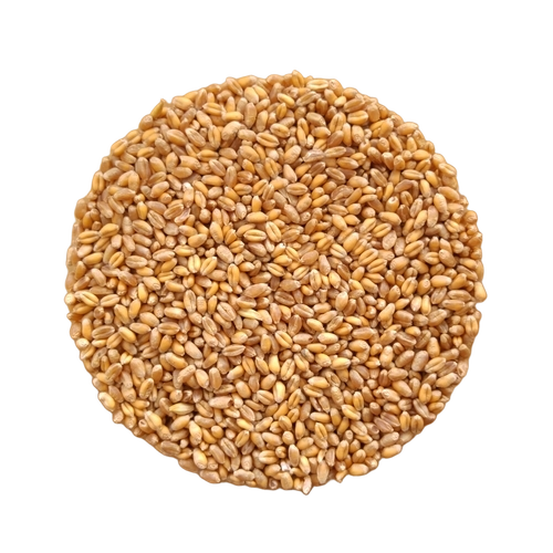 Rich Fiber Wheat Grain By Agriculture