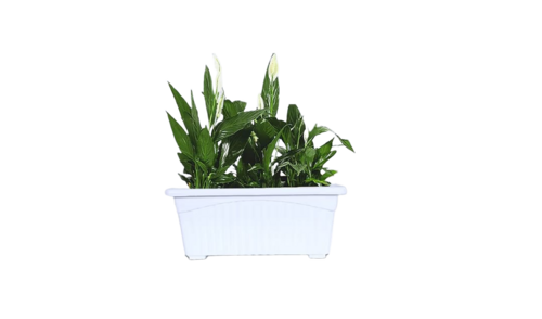 Pvc Pots With Plants