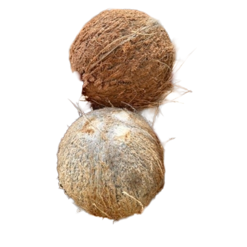 Pollachi Coconut