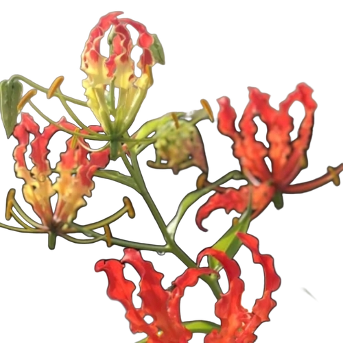 Glorisa Superb Seeds