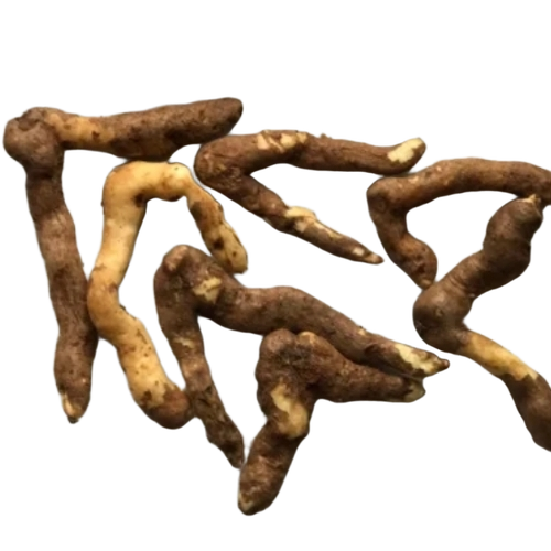 Glorisa Superb Tubers