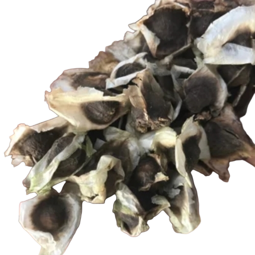 Moringa Seeds