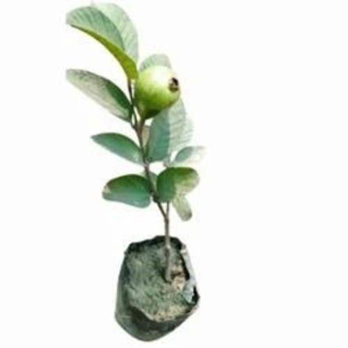 Guava Plant