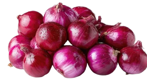 Onions - Cultivation Type: .