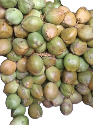 Tender Coconut - Cultivation Type: Common
