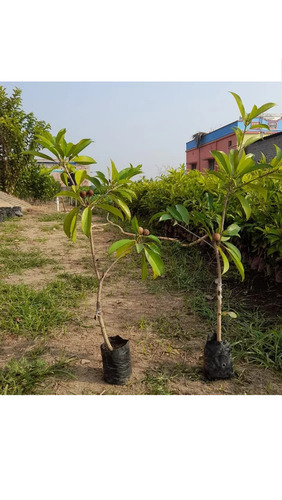 2 Feet Chiku Fruit Plant