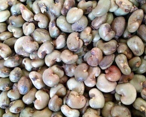 Raw Cashew Nut