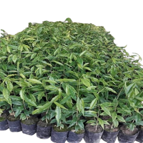 Green Agarwood Plant