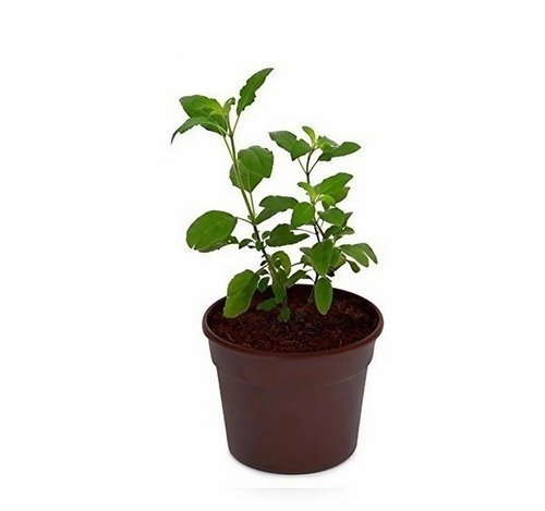 Green Tulsi Plant