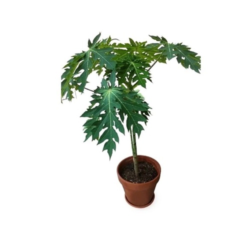 Papaya Plant