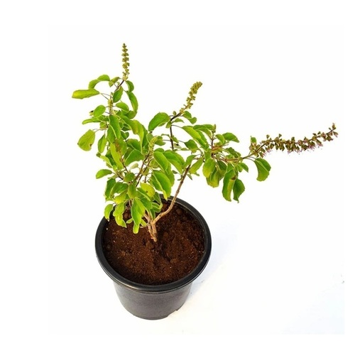 Tulsi Plant