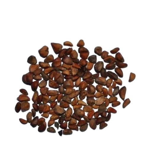 Apple Dried Seed