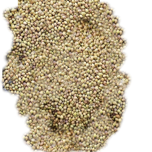 Organic Coriander Seed