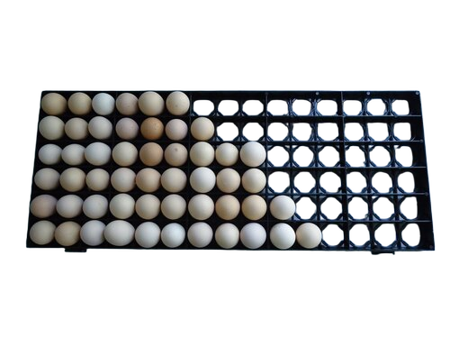 Egg Setting Tray - Color: All