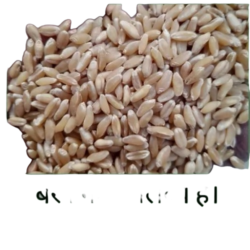 Organic Wheat Seeds By Mk Seeds