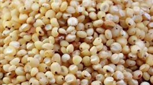 Sorghum Seed