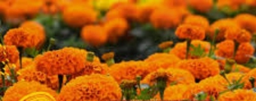 Marigold Seeds