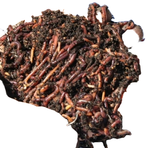 Organic Fertilizer Vermi Compost