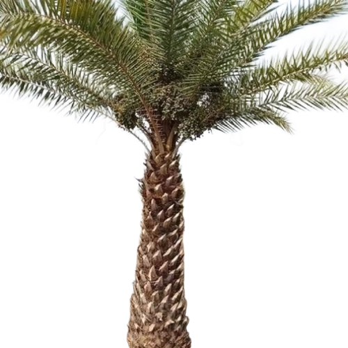 Date Palm Tree