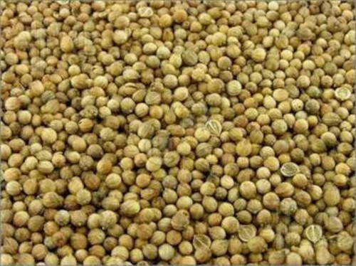Coriander Seeds - Color: Light Brown