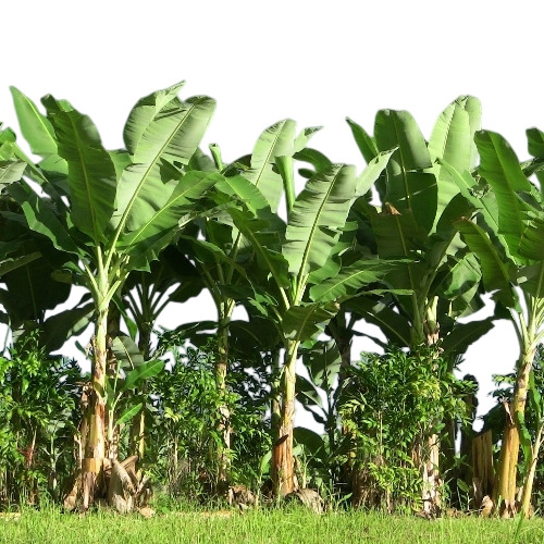 Banana Plants