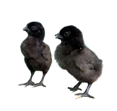 Black Kadaknath Chicks By R K Poultry Farm
