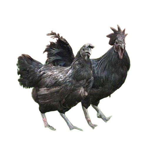 Kadaknath Chicken