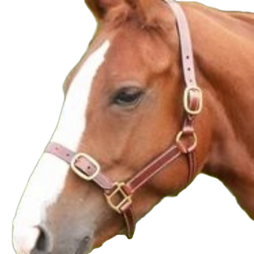 Horse Leather Halters