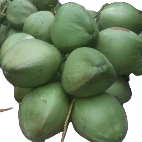 Tender Coconut By Mithun Exports