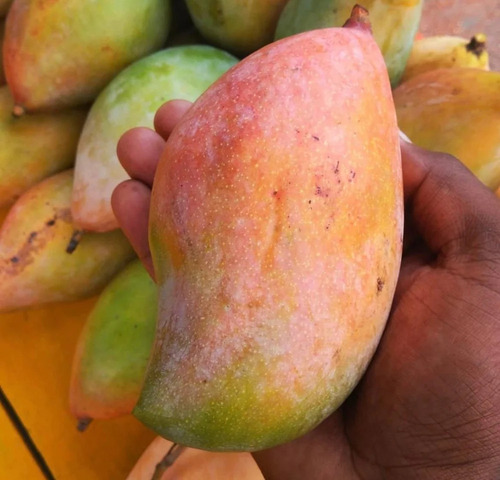 Export Quality Totapuri Mangoes