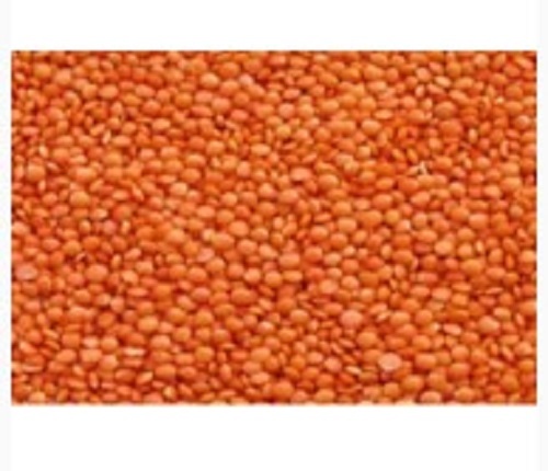 Red Lentil
