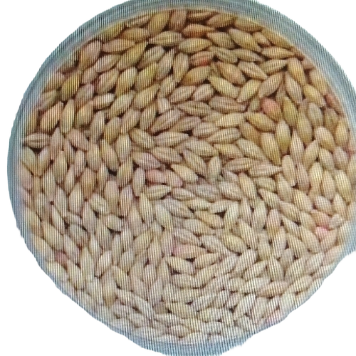 Barley Seeds