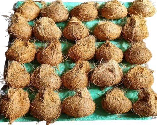 Export Quality Coconut - Color: Brown