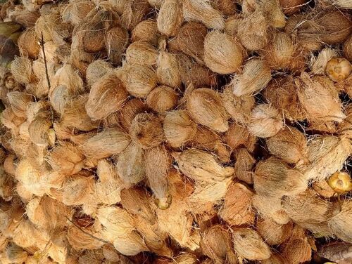 Indian Fresh Coconut