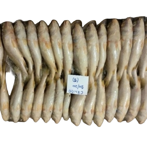 Frozen Croaker Fish