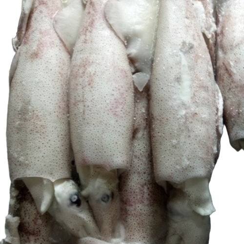 Frozen Squid Fish