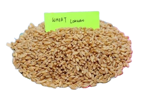 Lokwan Wheat Grain - Color: Brown