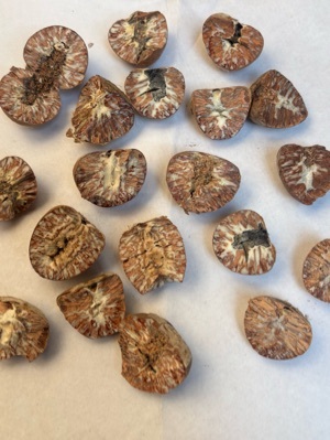 Betel Nuts