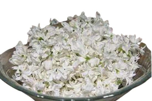 Mogra Fresh Cut Flowers 