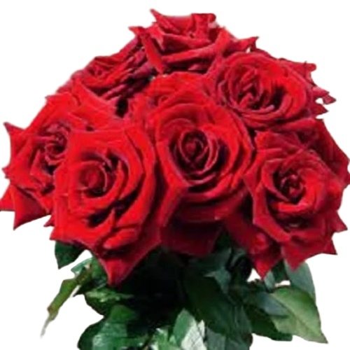 Rose Fresh Cut Flowers