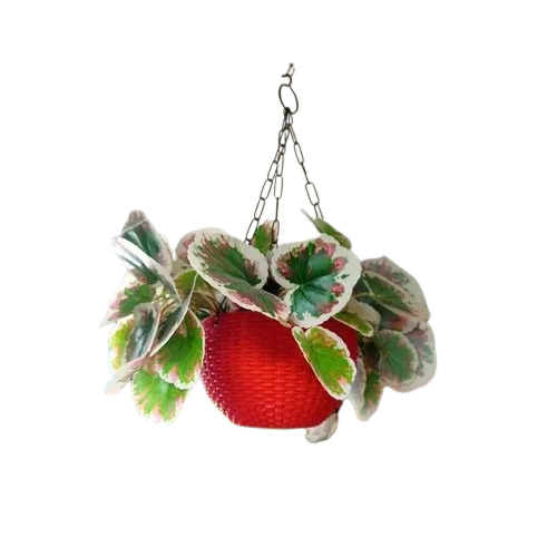 Hanging Pot With Leaves